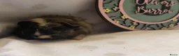 Guinea Pig rodents for sale: Beautiful baby guineapigs  - Advert 9
