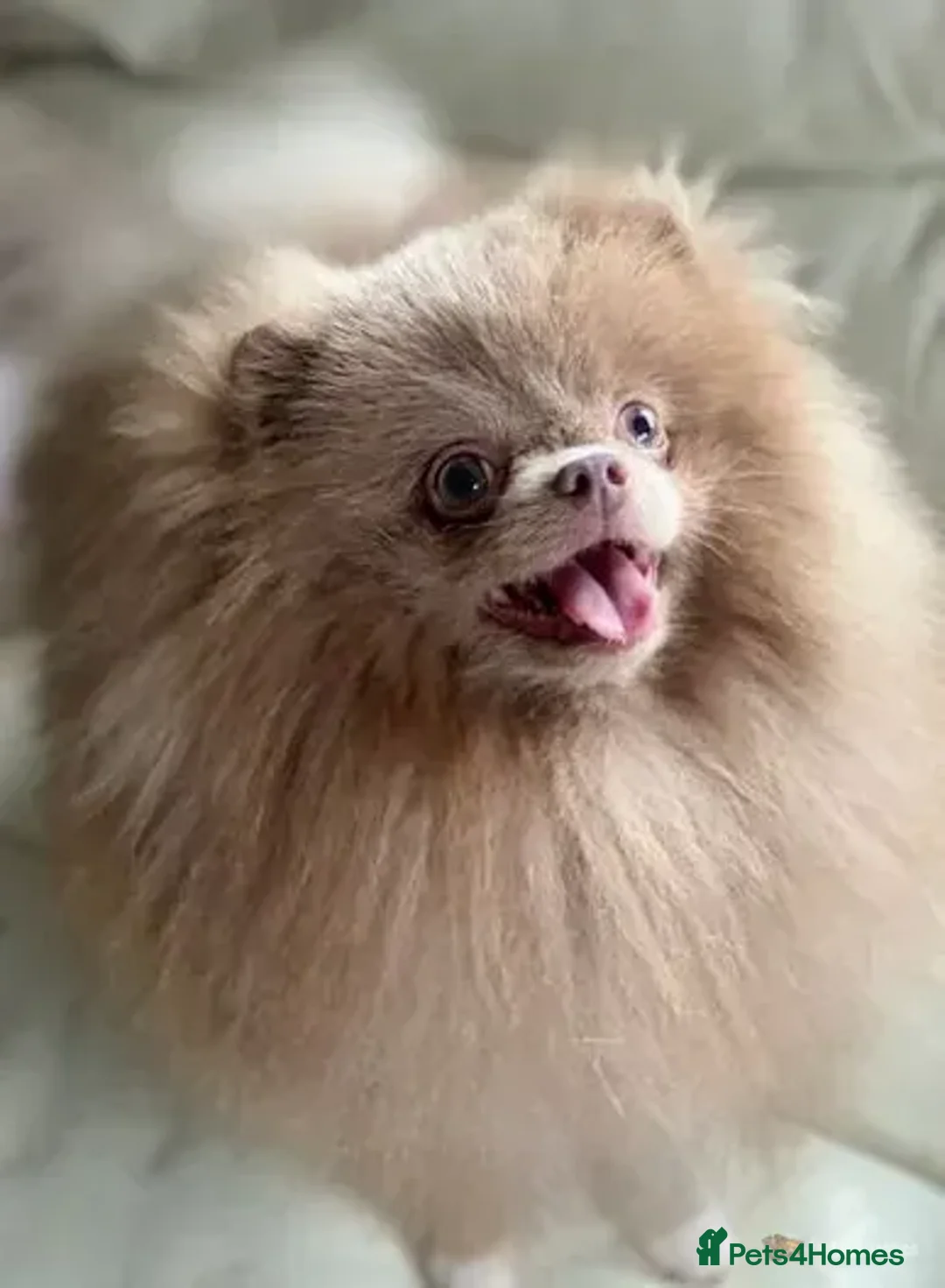 Pomeranian dogs for stud: 💚 RUSSIAN CHOC MERLE 🧸BEAR POM CARRY LILAC/TAN💚 in Romford - Advert 6