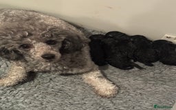 Miniature Poodle dogs for sale: Exceptional Silver mini poodles  - Image 8