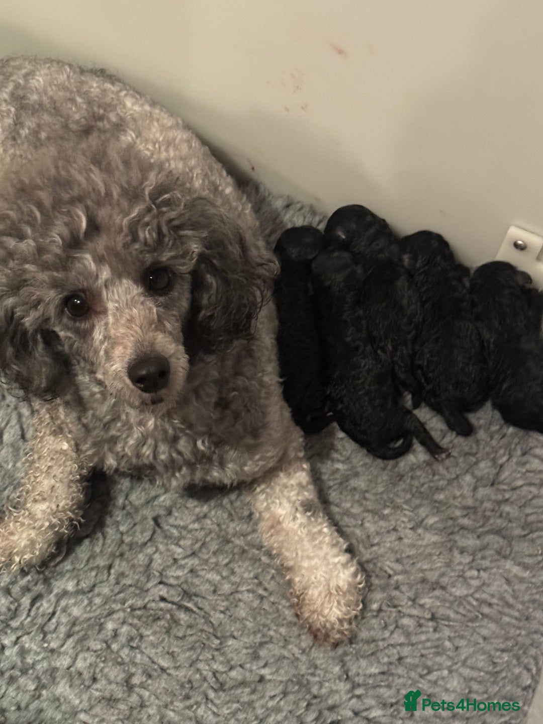 Miniature Poodle dogs for sale: Exceptional Silver mini poodles  - Image 8