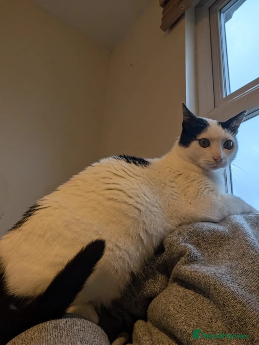 Mixed Breed cats for adoption: Mandy is looking for a loving, happy home - Advert 7