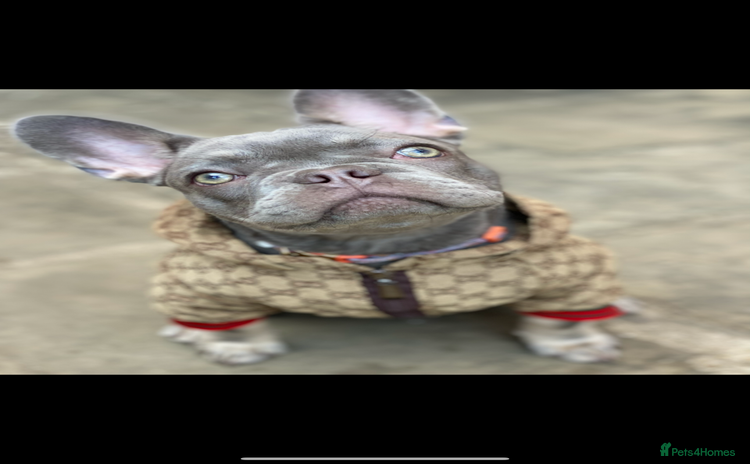 French Bulldog dogs - Advert 1