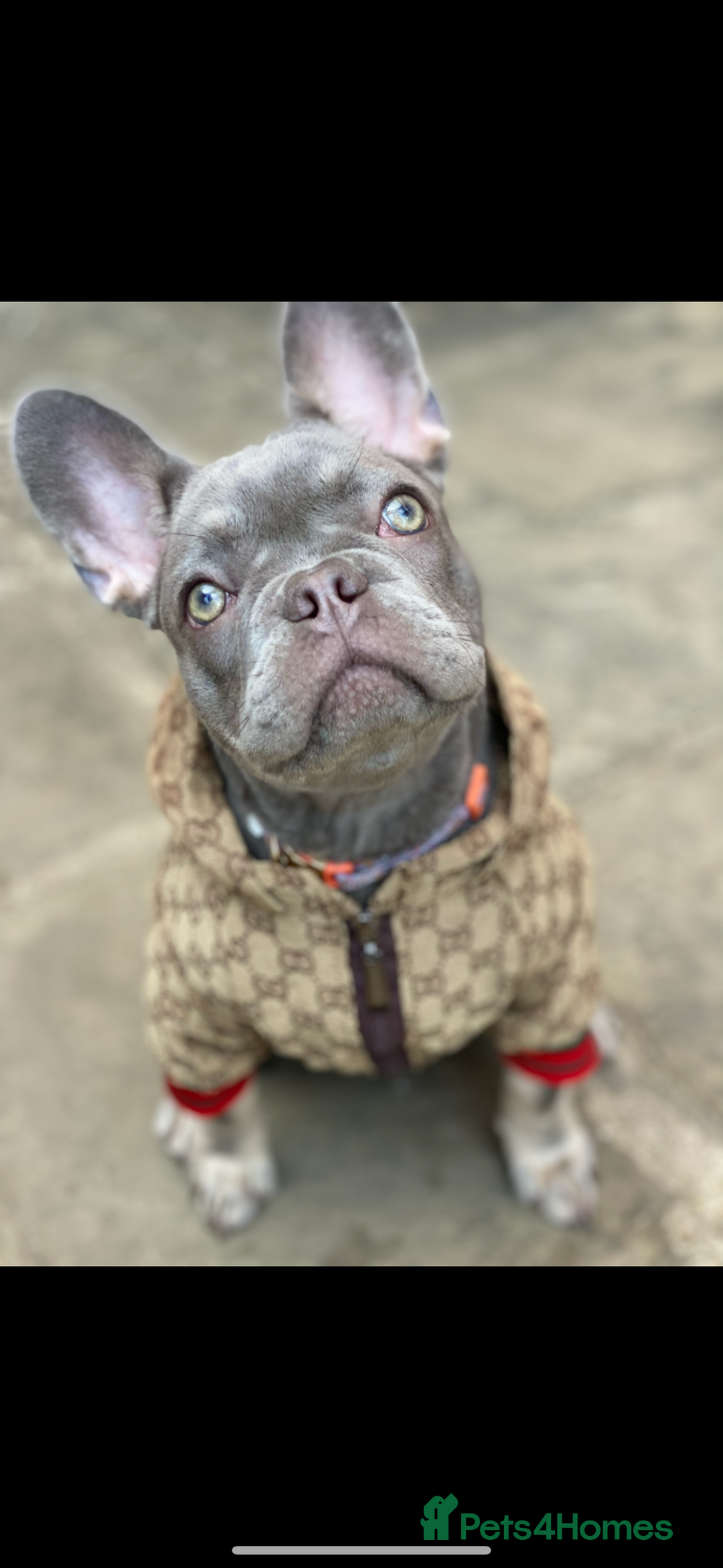 French Bulldog dogs for sale: 3 years old French Bulldog female . £450  - Image 1