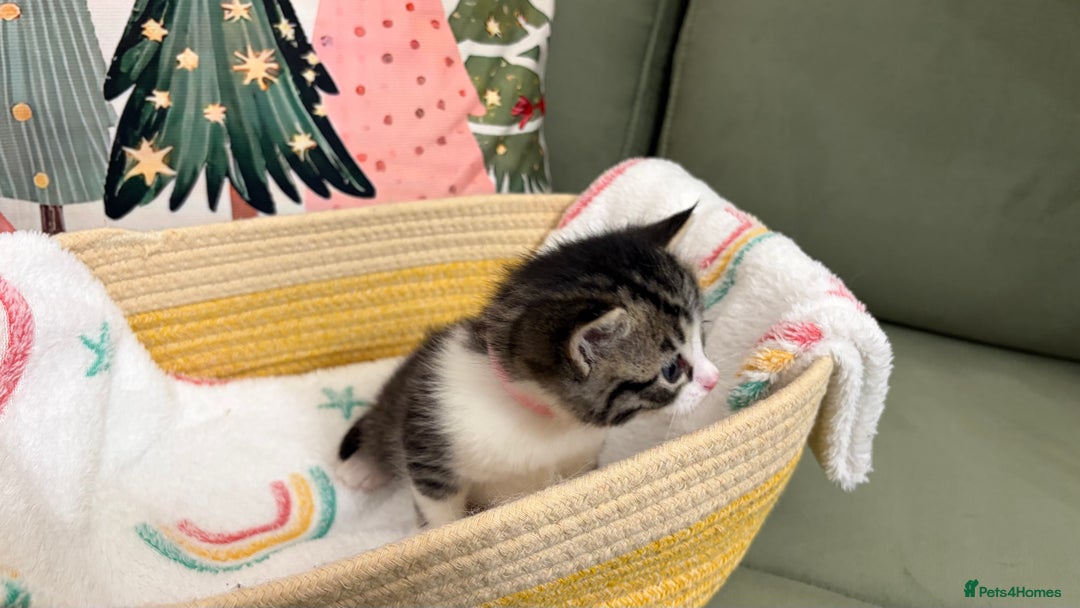 Siberian cats for sale: 4 Beautiful Siberian Cross Kitties 💗 - Advert 18