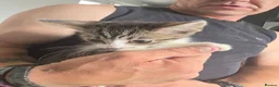 Mixed Breed cats for sale: Ragdoll x blue russian kittens - Advert 2