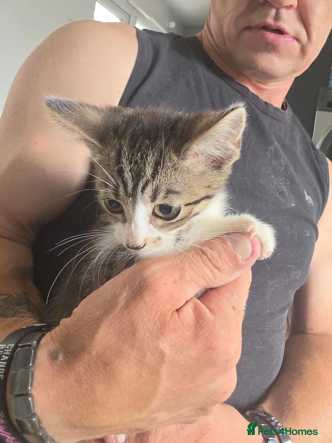 Mixed Breed cats for sale: Ragdoll x blue russian kittens - Advert 2