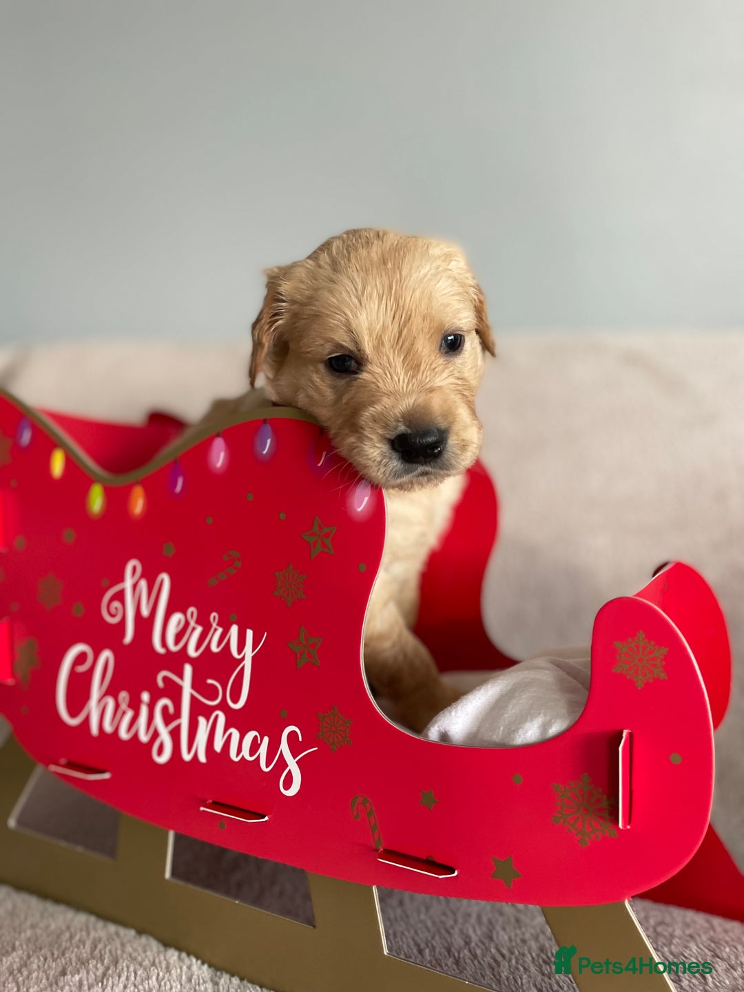 Golden Retriever dogs for sale: Rare & wonderful petite golden retrievers - Image 32