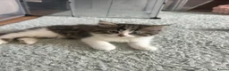 Persian cats for sale: Beautiful kittens  - Advert 7