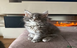 Maine Coon cats for sale: XL Russian Cubs 🇷🇺❤️ - Image 8