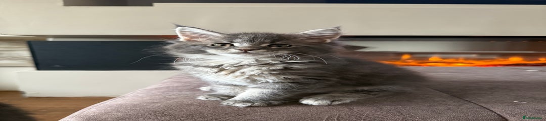 Maine Coon Kitten 2