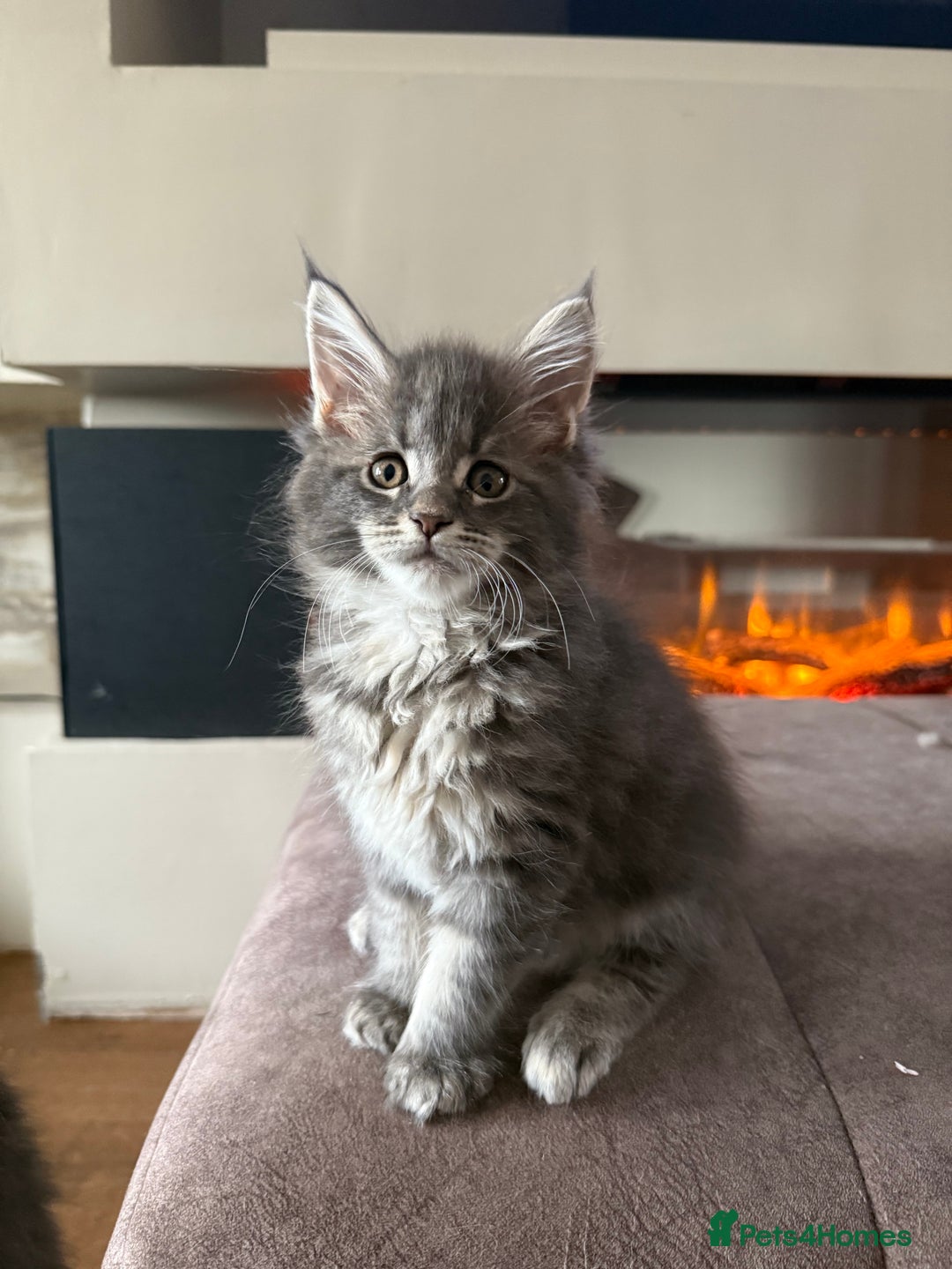 Maine Coon cats for sale: XL Russian Cubs 🇷🇺❤️ - Image 8