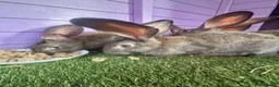 Continental Giant rabbits for sale: 5 giant continental bucks  - Advert 9