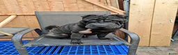 Shar Pei dogs for sale: Sharpei female - 3 years old - Advert 3