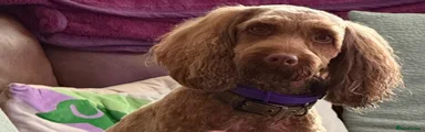 Cockapoo Puppy 1