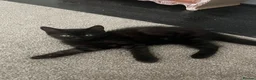 Mixed Breed cats for sale: 3 Healthy Playful Kittens Looking for Loving Homes - Advert 8