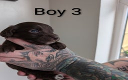 Cockapoo dogs for sale: Toy cocker poo f2 pups - Image 7