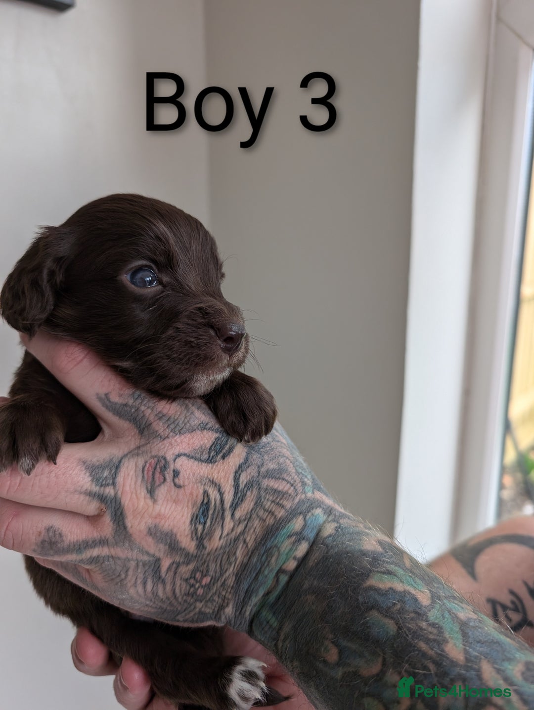 Cockapoo dogs for sale: Toy cocker poo f2 pups - Image 7