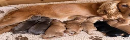 Cocker Spaniel dogs for sale: Fantasticly Bred Health Tested Cockers  - Advert 18