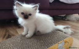 Ragdoll cats for sale: Adorable Ragdoll Kitten ready now - Image 1