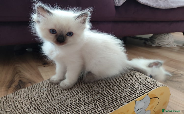 Ragdoll cats - Advert 1