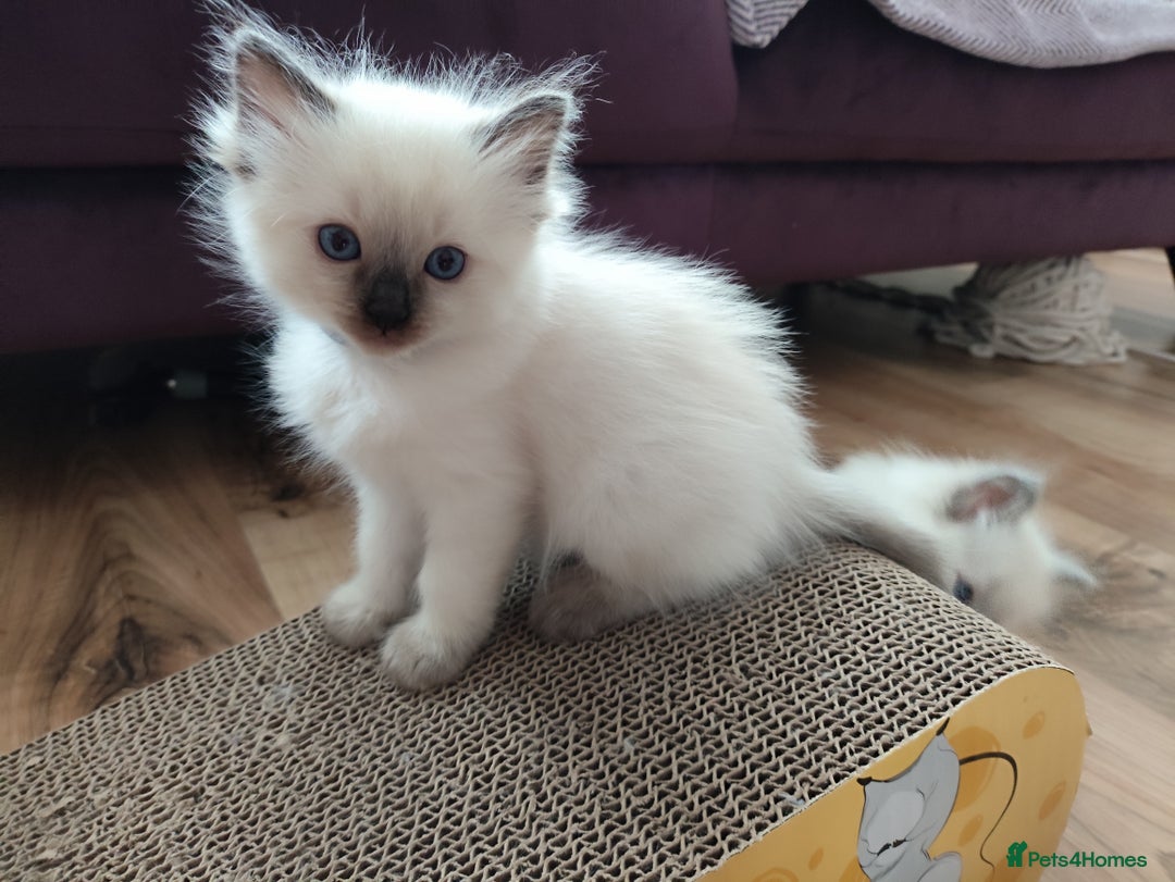 Ragdoll cats for sale: Adorable Ragdoll Kitten ready now - Image 1