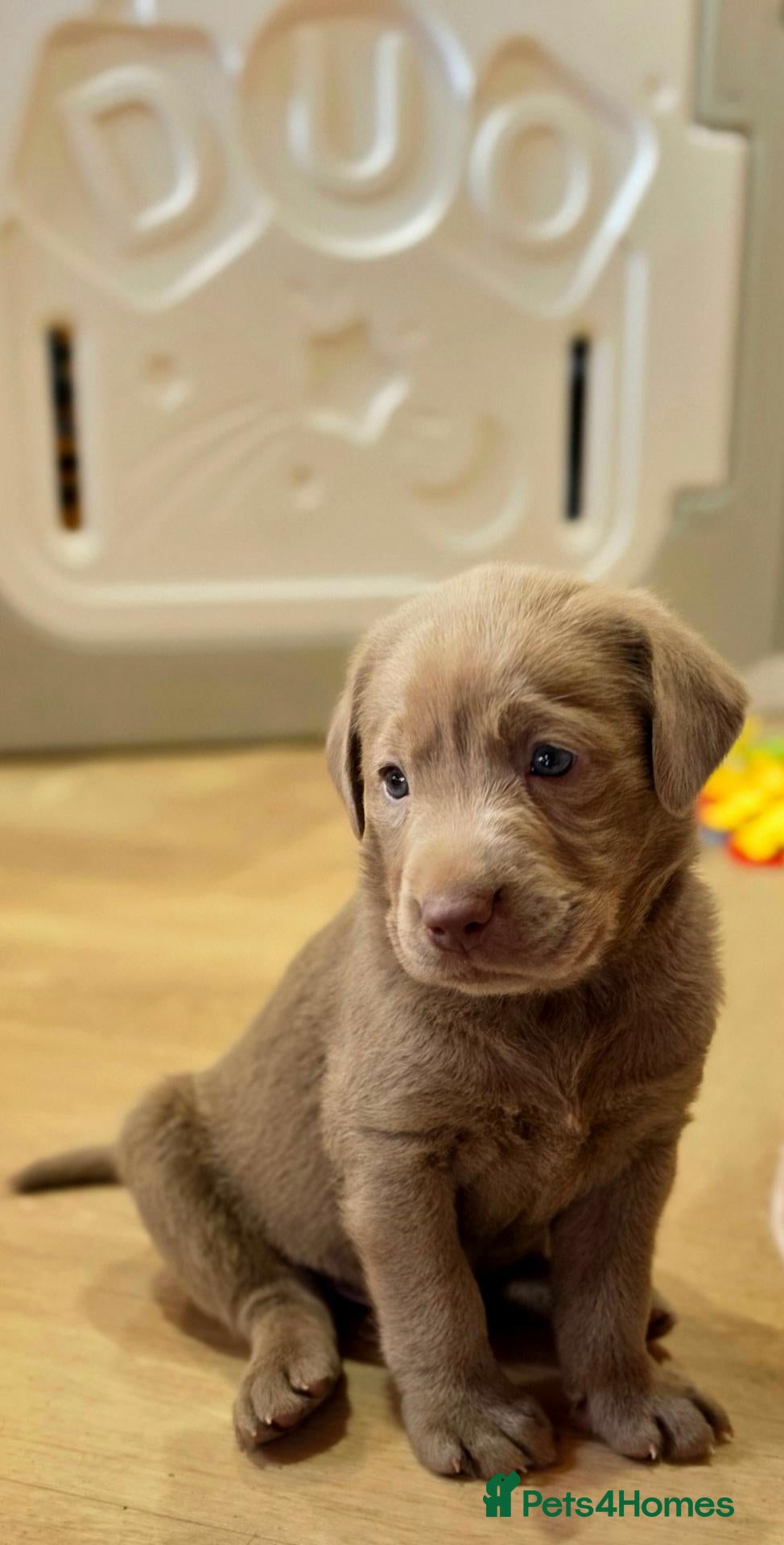Labrador Retriever dogs 6 STUNNING KC SILVER LABS. HEALTH TESTED PARENTS - Advert 2
