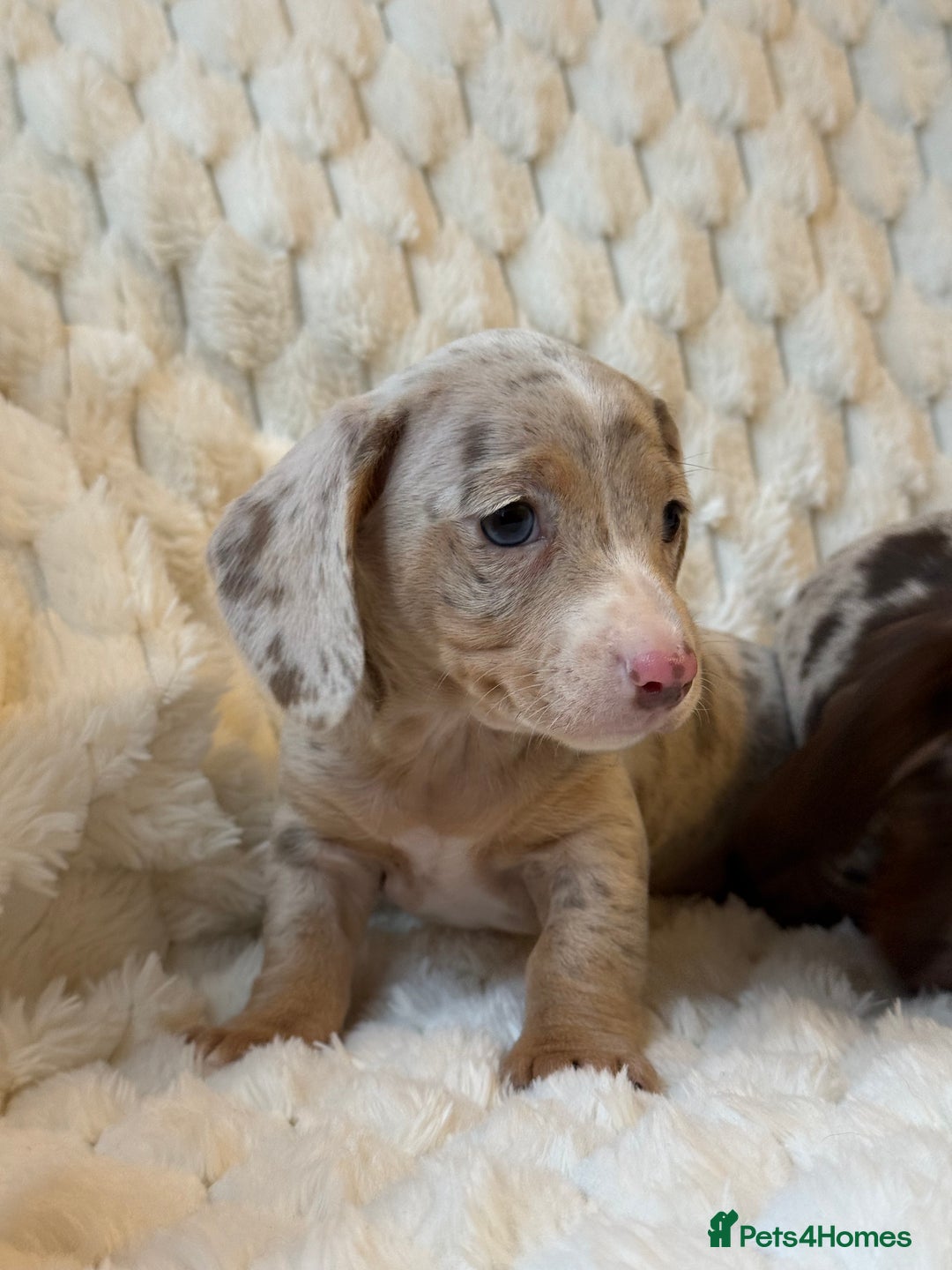 Miniature Dachshund dogs for sale: 💎MINATURE DACSHUND PUPPIES💎 - Advert 11