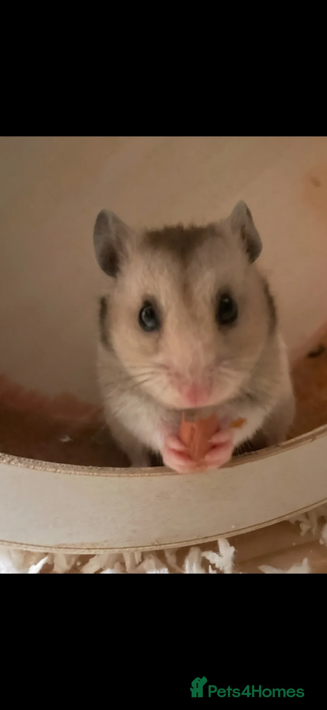 Hamster rodents for sale: Ruphert - Advert 2