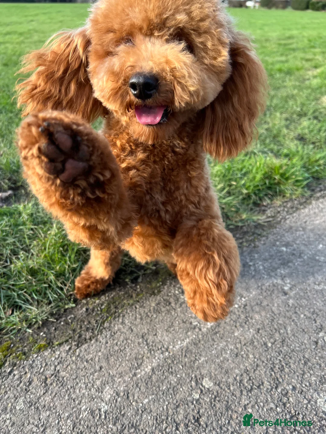 Toy Poodle dogs for stud: Health tested toy poodle  in Feltham - Advert 5