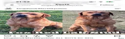Labradoodle dogs for sale: Gorgeous labradoodle puppies - Advert 3