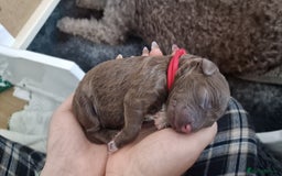 Lagotto Romagnolo dogs for sale: Lagotto Romagnolo, pure breed, KC reg litter - Image 13