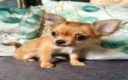 Chihuahua dogs for sale: REDUCED last long hair female pup. - Image 4