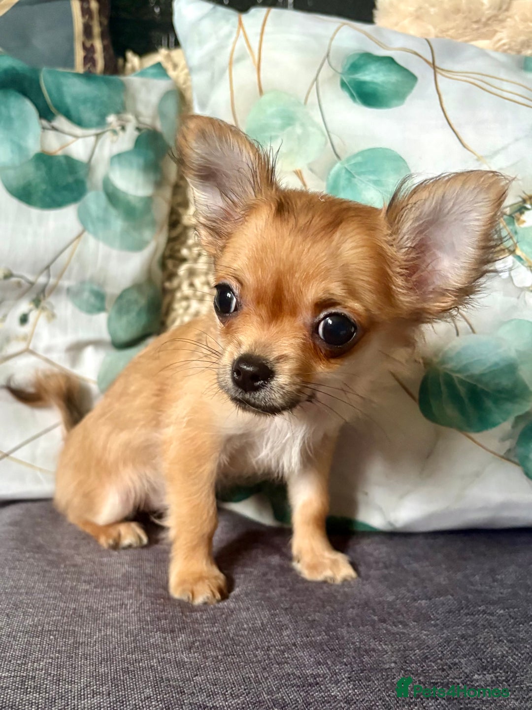 Chihuahua dogs for sale: REDUCED last long hair female pup. - Image 4