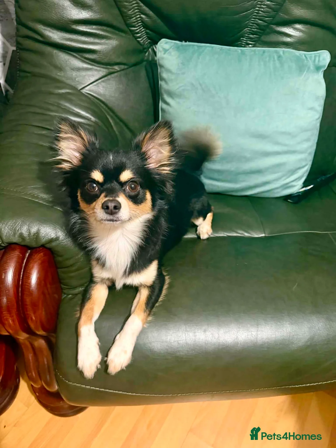 Chihuahua dogs for sale: Chihuahua male  - Advert 2