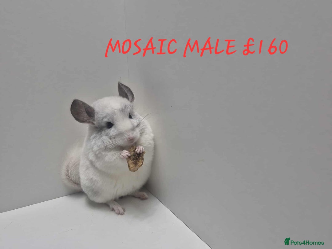Chinchilla rodents for sale: STUNNING BABIES CHINCHILLA MIX COLOURS AND GENDER  - Image 6