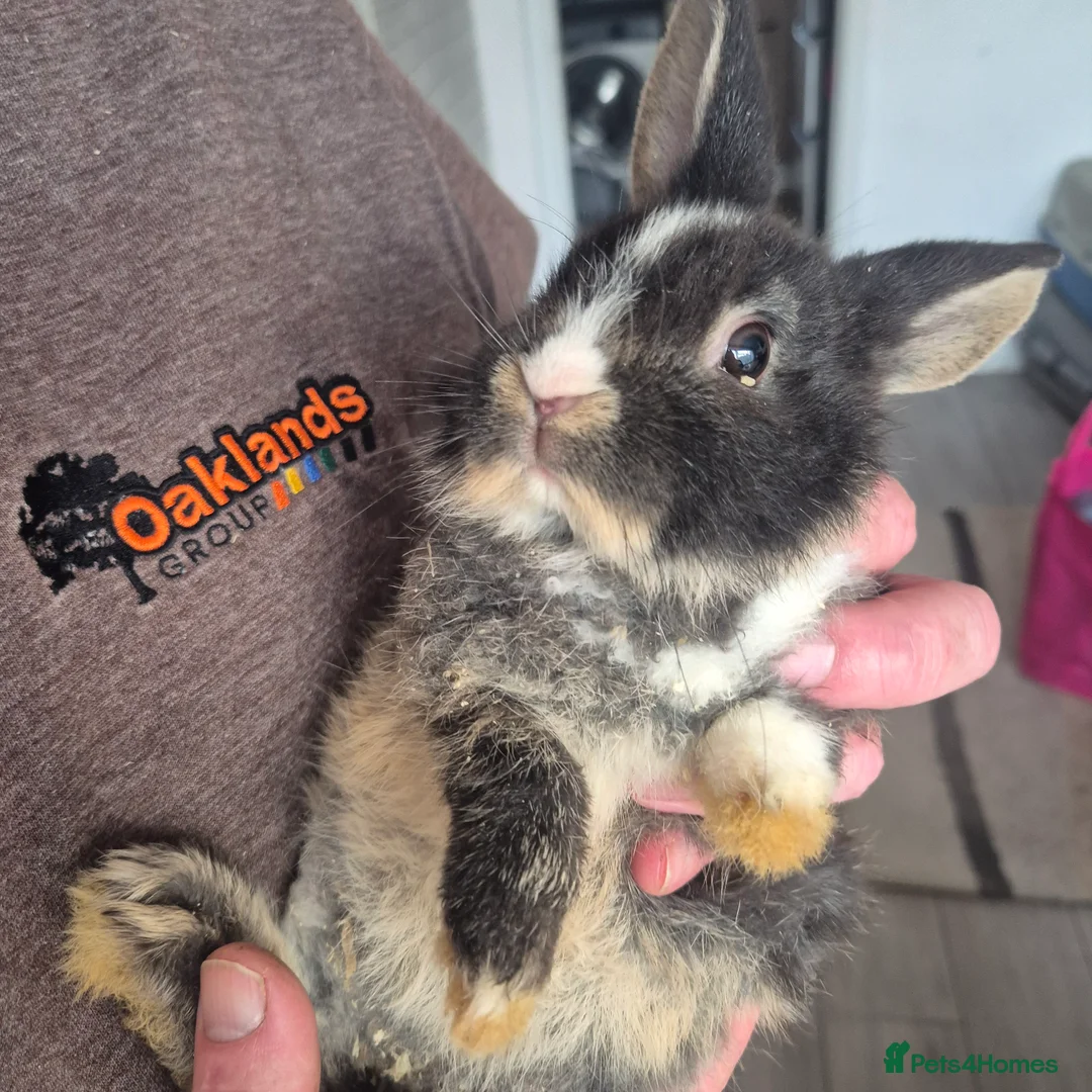 Mini Lion Lop rabbits for sale: Mini lop lion - Advert 19