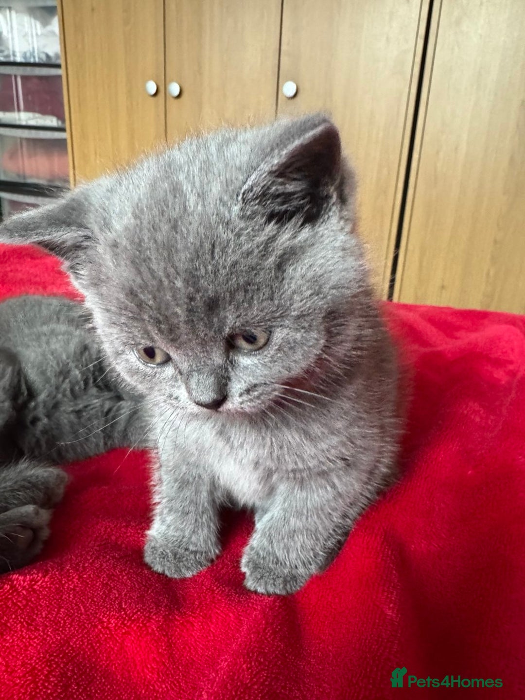 British Shorthair cats for sale: 3 kittens for sale - Advert 5
