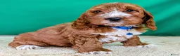 Cockapoo dogs for sale: 🐾 Your New Best Friend is Waiting! 🐾 - Advert 10