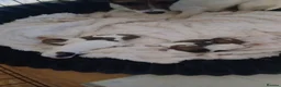 Jack Russell dogs for sale: Min jack Russell - Advert 2