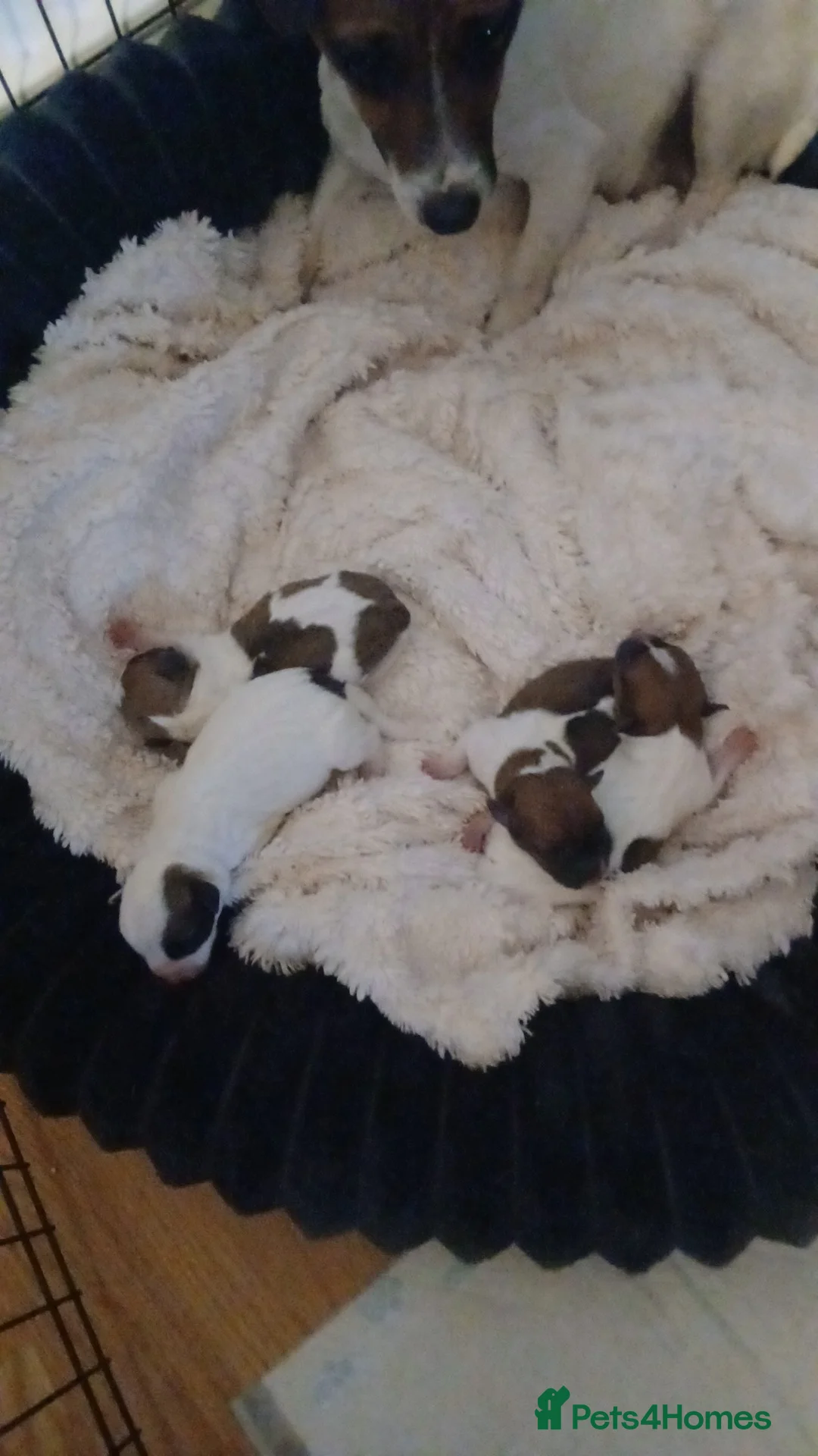 Jack Russell dogs for sale: Min jack Russell - Advert 2