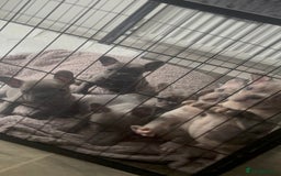 French Bulldog dogs for sale: Lilac blue eyed litter of 6. DWKC registered  - Image 37