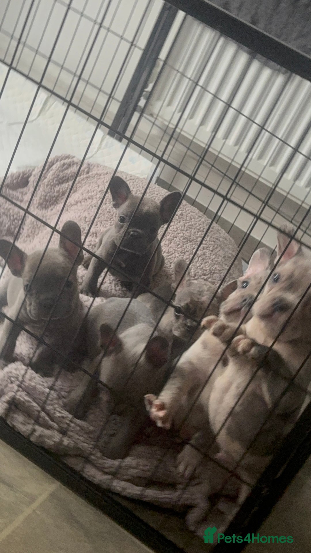 French Bulldog dogs for sale: Lilac blue eyed litter of 6. DWKC registered  - Image 37