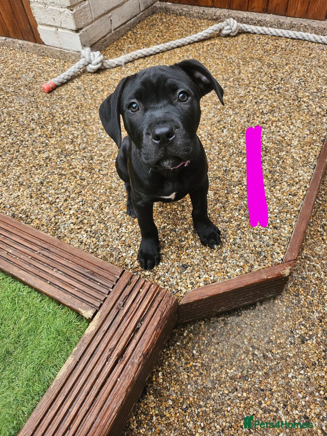 Cane Corso dogs for sale:  Cane corso puppies in Sheffield - Image 11