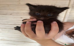 Mixed Breed cats for sale: Last of litter looking for a home - Image 6