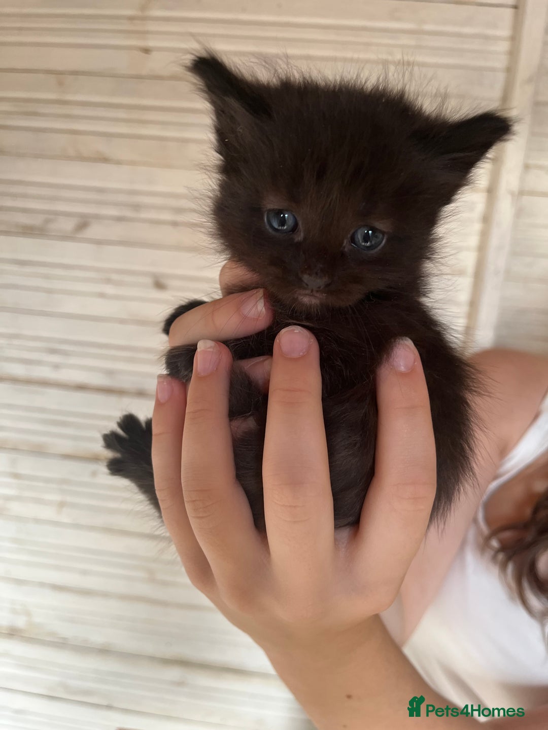 Mixed Breed cats for sale: Last of litter looking for a home - Image 6