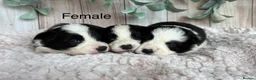 Border Collie dogs for sale: Gorgeous Seal & Black&White Border Collie Puppies  - Advert 3