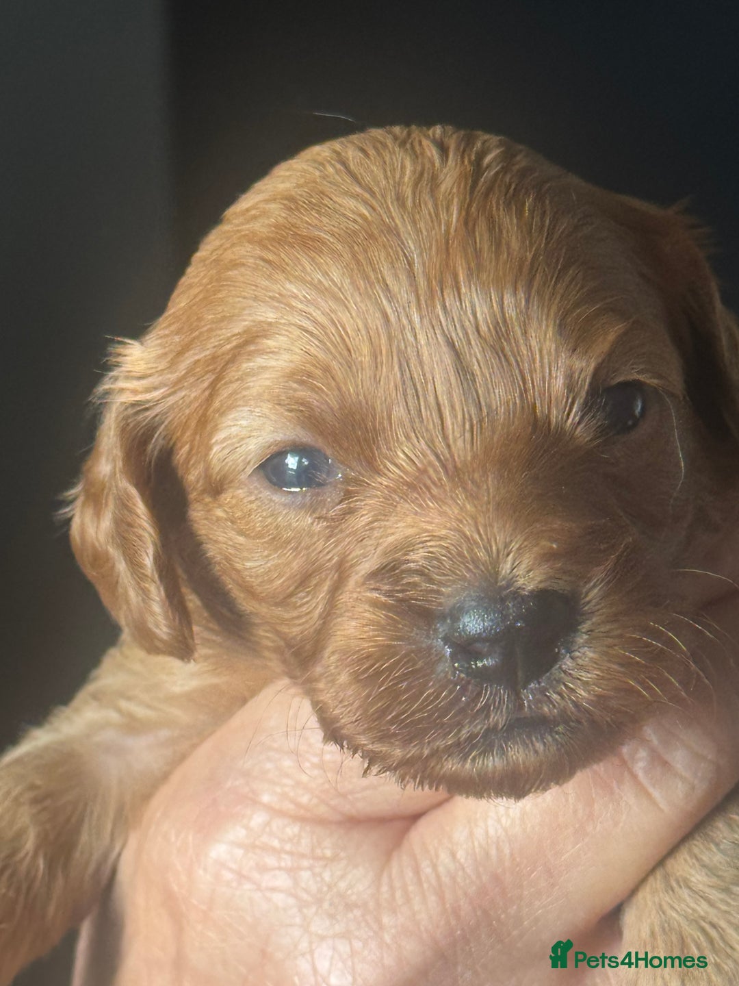 Cavapoo dogs for sale: Beautiful healthy Cavapoo’s d.o.b 22/08/25 - Image 1