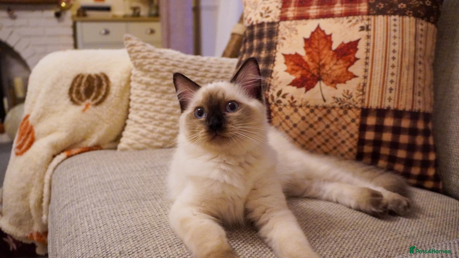 Ragdoll cats GCCF Ragdoll kittens - Advert 15