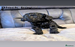 Labradoodle dogs for sale: HEALTH TESTED F1b Miniature labradoodle for SALE - Image 15