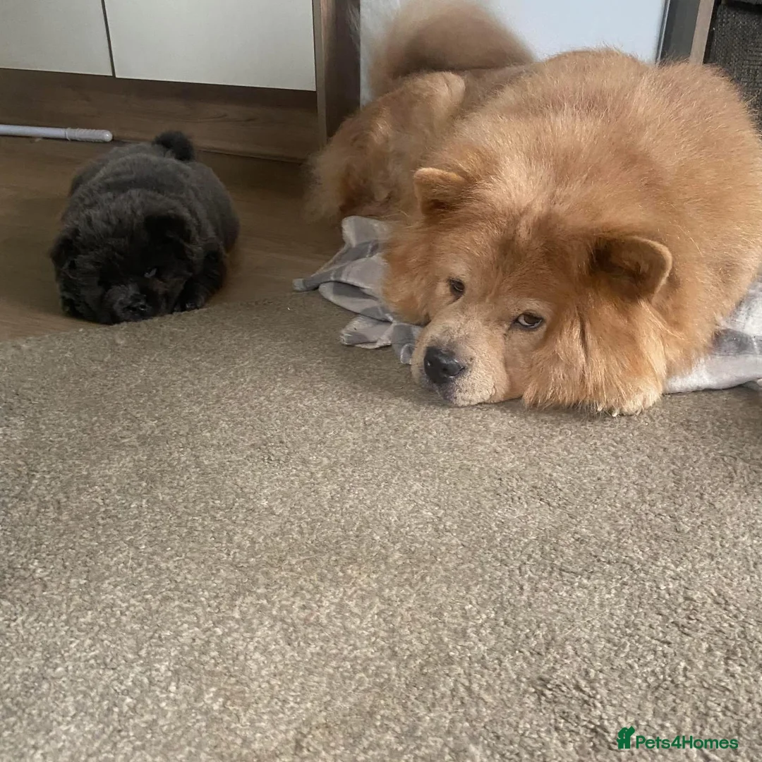 Chow Chow dogs for sale: Chow chow  - Advert 3